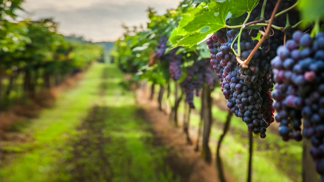 Cooperativele viticole, o soluție pentru a crește exporturile de vinuri