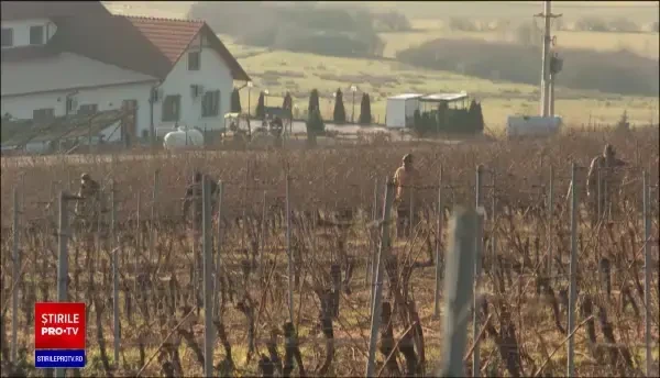 Cooperativele viticole, o soluție pentru a crește exporturile de vinuri