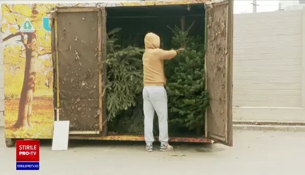 Brazii de Crăciun, colectați gratuit de firmele de salubritate. Marile magazine oferă vouchere în schimbul lor