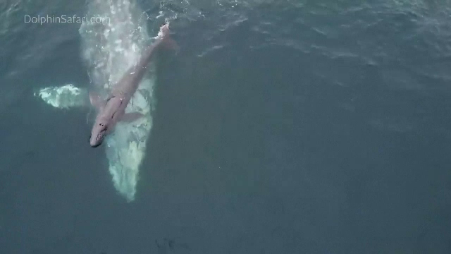 Experiență unică pentru un grup de turiști. O balenă cenușie a dat naștere unui pui chiar lângă barca lor