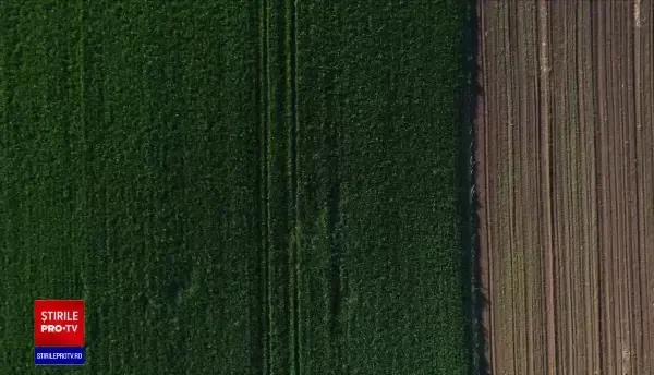 România a exportat anul trecut cea mai mare cantitate de cereale din istorie. Cum arată cifrele finale