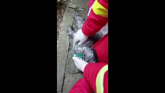 Un cățeluș a fost salvat de pompieri dintr-un apartament care luase foc în Constanța