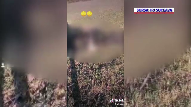 Un individ a folosit iepuri ca să-și învețe ogarii să vâneze. Imagini cu așa-zisele lecții de dresaj au apărut pe internet