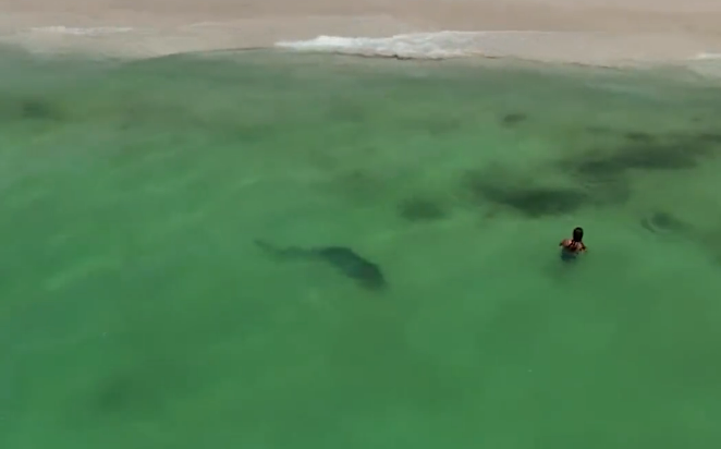 Clipe de panică pe o plajă din Australia: Un rechin-tigru a fost observat la doar câțiva metri de țărm | VIDEO