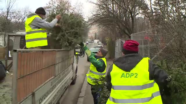 Firmele de salubritate au strâns din Capitală zeci de mii de pomi de Crăciun, după Bobotează