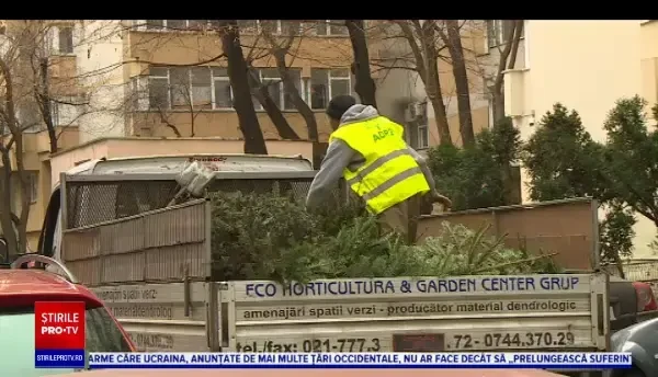 Firmele de salubritate au strâns din Capitală zeci de mii de pomi de Crăciun, după Bobotează