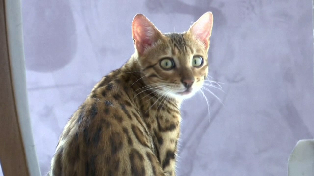 O pisicuță de șapte luni a devenit motiv de spaimă într-o localitate din Brazilia. Ce s-a întâmplat cu animalul