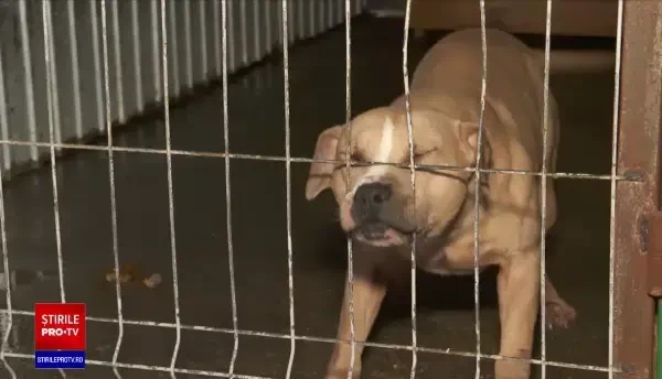 Rețele internaționale de canise ilegale. Câini folosiți pentru lupte, în schimbul unor sume impresionante de bani