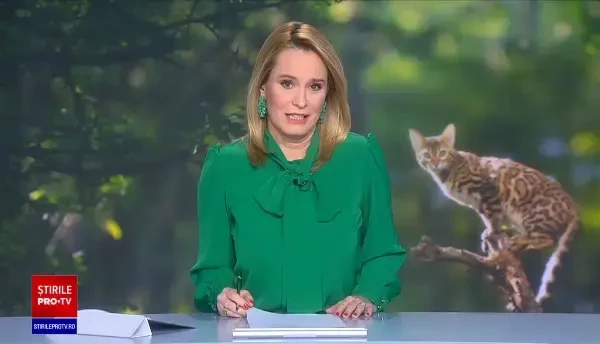 O pisicuță de șapte luni a devenit motiv de spaimă într-o localitate din Brazilia. Ce s-a întâmplat cu animalul