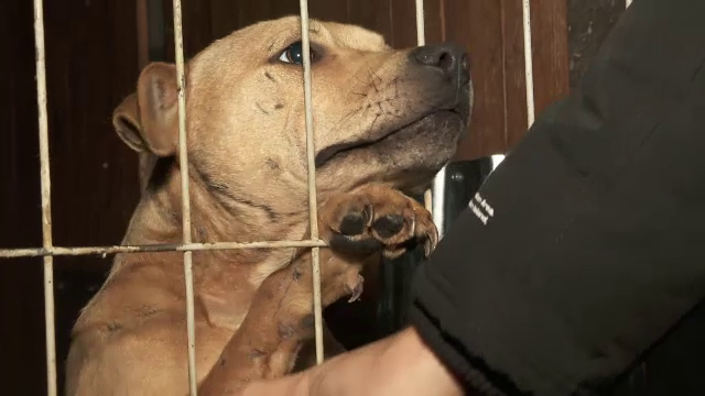 Decizie scandaloasă. Magistrații din Cluj au stabilit ca zeci de câini, folosiți pentru lupte, să se întoarcă la stăpâni