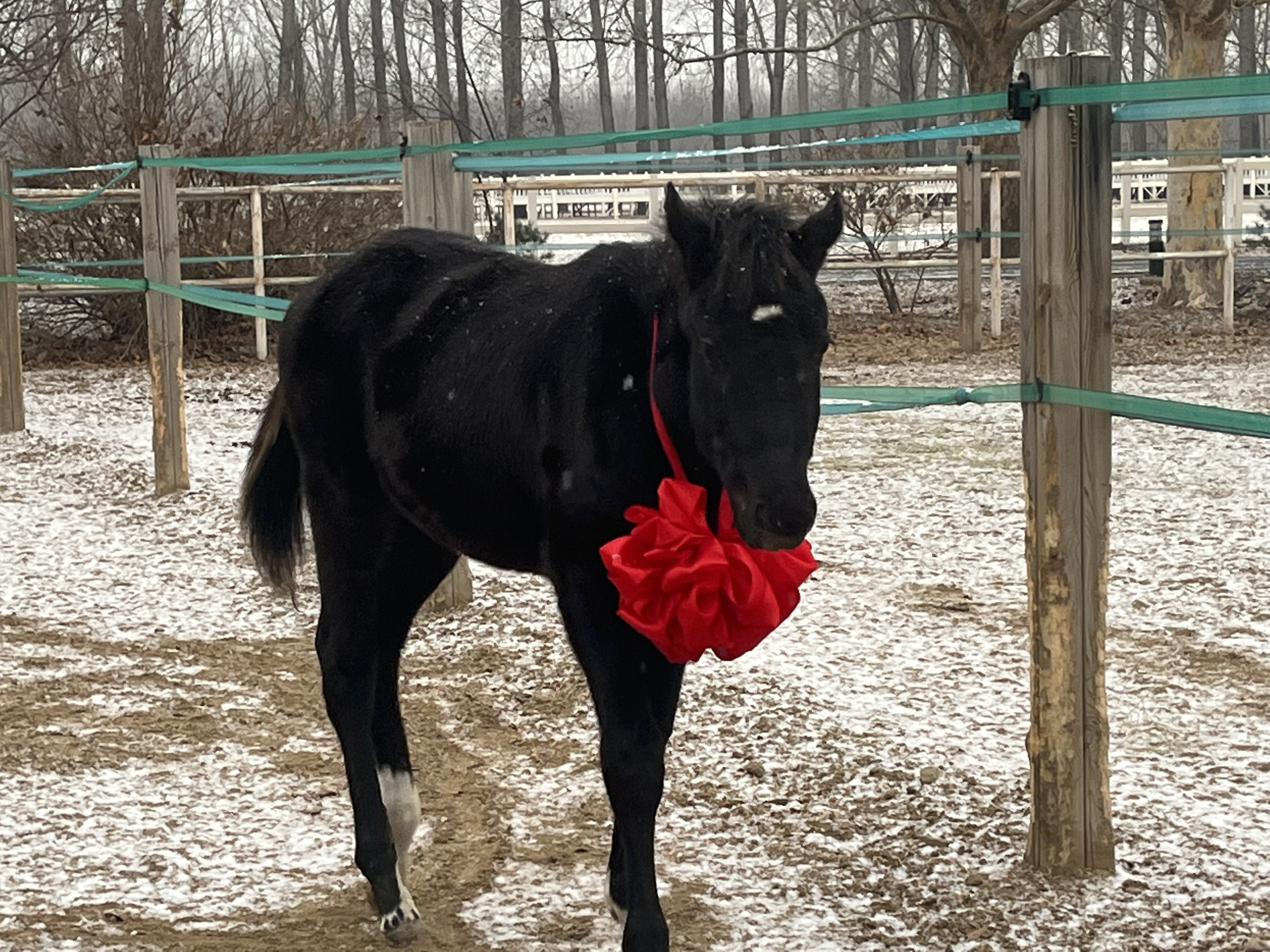 Cum arată un cal clonat. De ce se spune că are "sânge cald". VIDEO