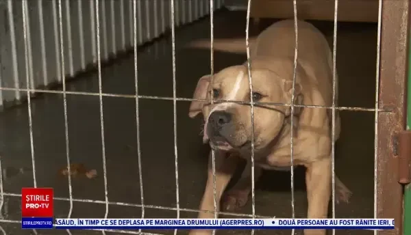 Decizie scandaloasă. Magistrații din Cluj au stabilit ca zeci de câini, folosiți pentru lupte, să se întoarcă la stăpâni
