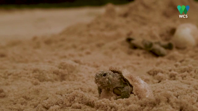 Imagini rare cu cea mai mare adunare de broaște țestoase din întreaga lume