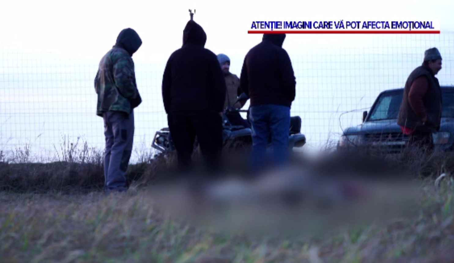 O haită de câini vagabonzi au făcut măcel în turma unui cioban din Timiș. 65 de oi au fost sfârtecate într-o clipită