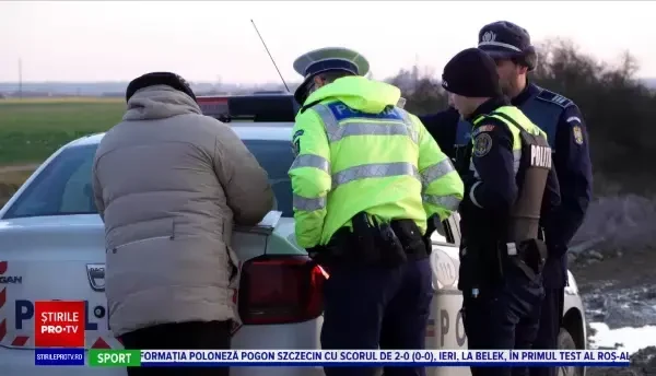 O haită de câini vagabonzi au făcut măcel în turma unui cioban din Timiș. 65 de oi au fost sfârtecate într-o clipită