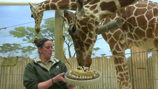 Petrecere la grădina zoologică din Chicago. O girafă de 16 ani a fost sărbătorită de îngrijitori