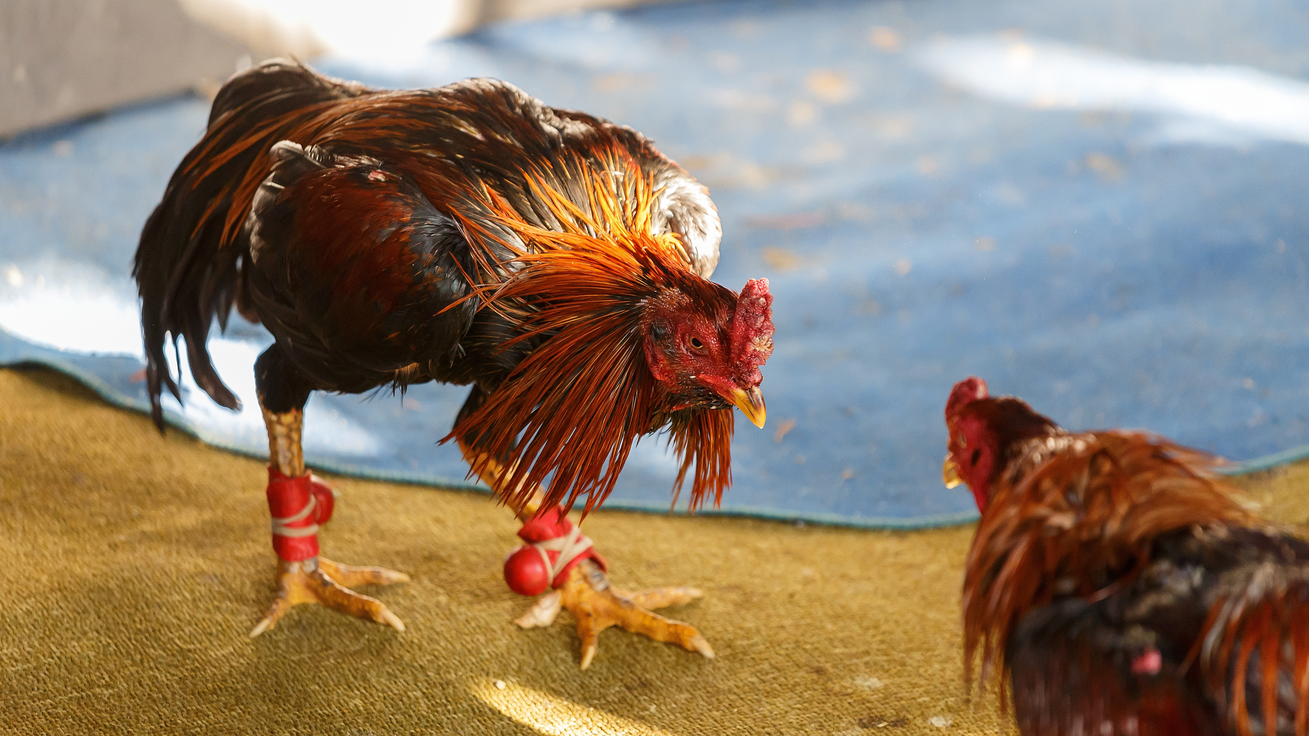 Doi bărbați au murit după ce au fost tăiați de doi cocoși. Cum s-a întâmplat totul