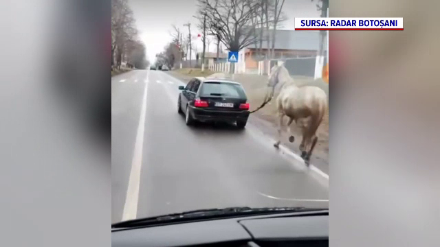 Imagini virale cu un cal plimbat cu mașina. Protagoniștii filmării au fost identificați și amendați