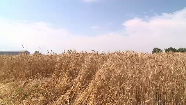 România - al șaselea importator de grâu al lumii. Ne numărăm, însă, și printre marii exportatori