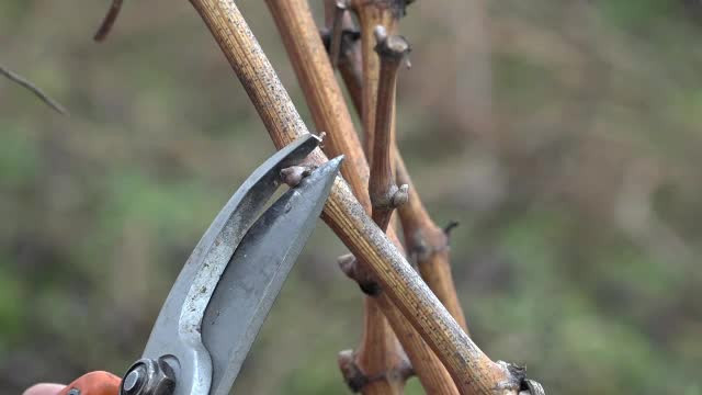 Plantele și insectele, bulversate de vremea neobișnuit de caldă. Albinele au ieșit din stup, iar pomii fructiferi au muguri