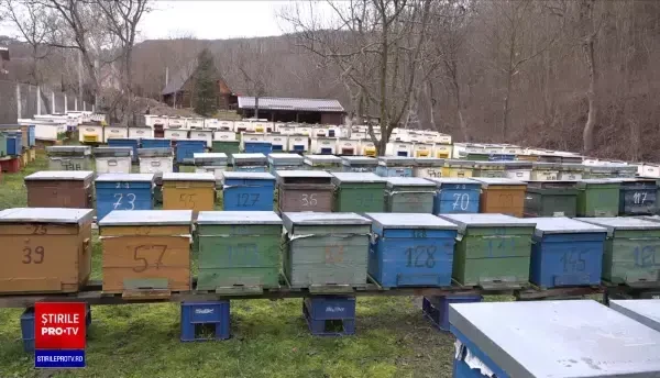 Plantele și insectele, bulversate de vremea neobișnuit de caldă. Albinele au ieșit din stup, iar pomii fructiferi au muguri