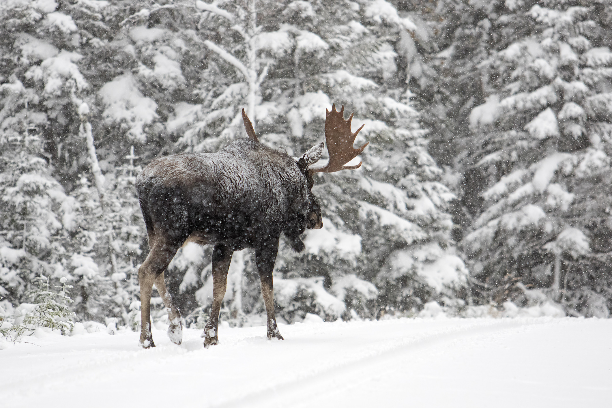 Momentul în care un elan își pierde coarnele. VIDEO