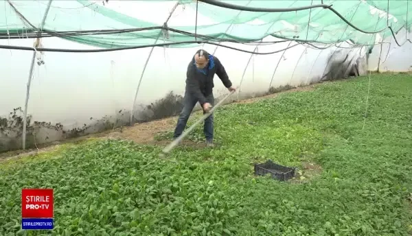 Tinerii fermieri vor primi ajutor de 400 de milioane de euro. Se pot înscrie și cei care au mai luat bani o dată