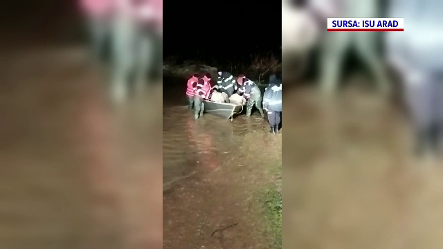 Aproximativ 200 de oi au fost salvate de pompieri. Animalele au rămas blocate pe un teren în urma revărsării Crișului Alb