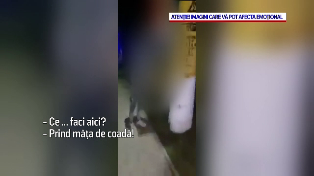 Pisică torturată de doi minori. Au atârnat-o de coadă de o bară și au lovit-o ca pe un sac de box