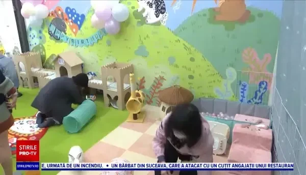 S-a deschis Bunny Style, primul hotel pentru iepuri din Honk Kong. Blănoșii au parte de hrană, joacă și tratamente cosmetice