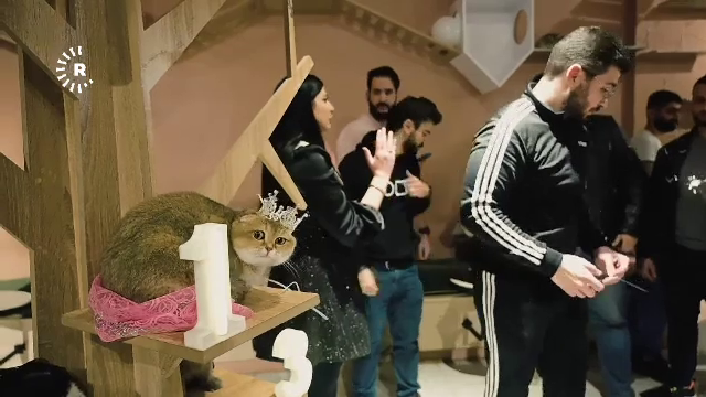 Concurs de frumusețe felină. Peste 300 de pisici s-au întrecut pentru titlul de Miss