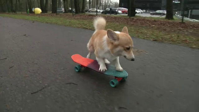 Kobis, un cățeluș din rasa corgi face senzație pe rețelele de socializare. Patrupedul adoră să se plimbe cu skateboard-ul