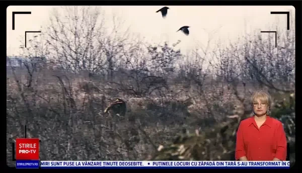 Filmul morții Anei Oros, femeia sfâșiată de câini lângă Lacul Morii. Un martor la scena cumplită a povestit cum s-a întâmplat