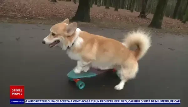 Kobis, un cățeluș din rasa corgi face senzație pe rețelele de socializare. Patrupedul adoră să se plimbe cu skateboard-ul