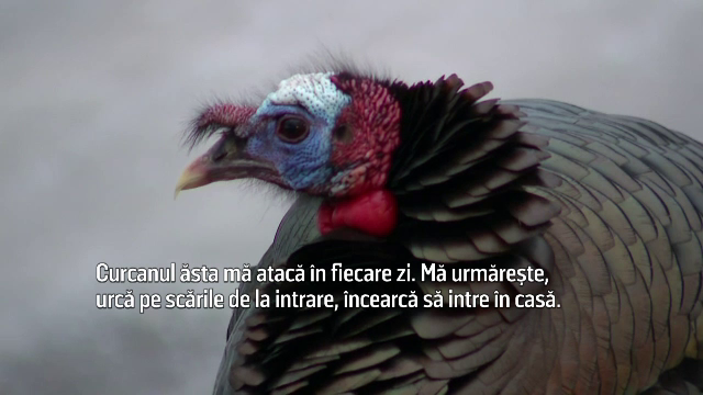 Un curcan terorizează de ceva vreme un întreg cartier, oamenii sunt disperați. ”Mă urmărește, urcă pe scările de la intrare”