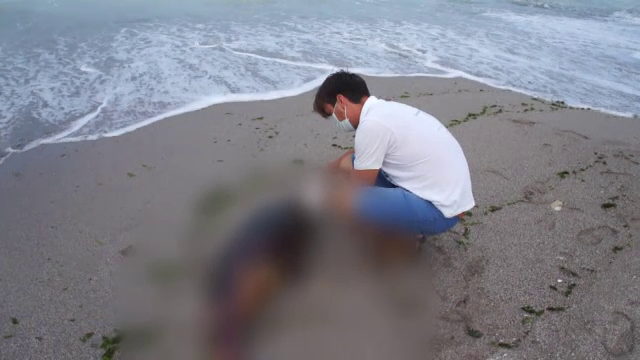 Delfinii din Marea Neagră, în pericol. Peste 200 de exemplare au eșuat anul trecut pe plaje