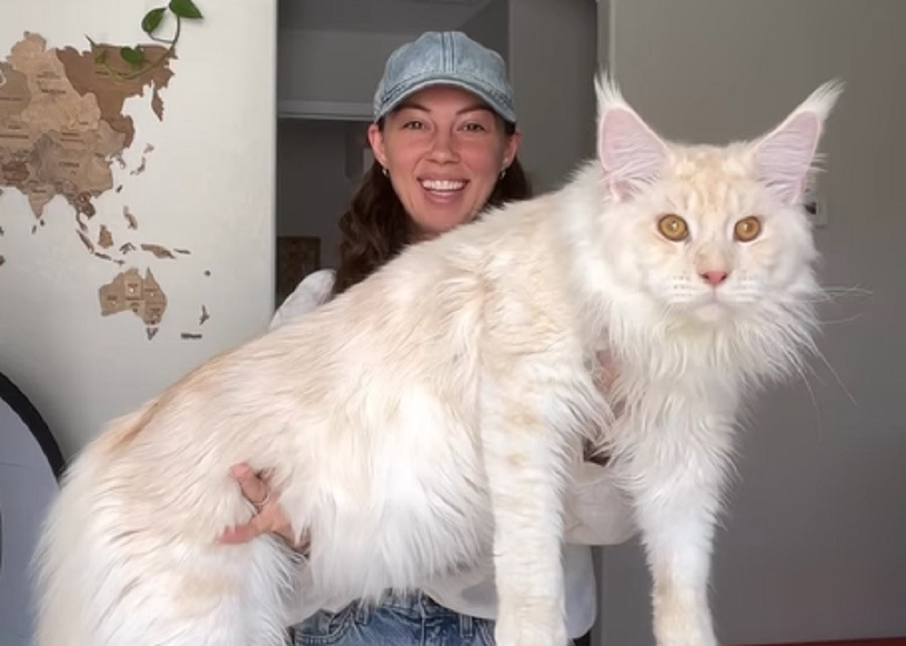 Pisica uriașă trăiește în SUA. O felină de 9 luni are deja dimensiunea unui copil de 5 ani. „Va deveni mai mare” | VIDEO