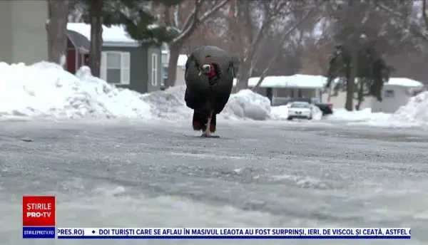 Un curcan terorizează de ceva vreme un întreg cartier, oamenii sunt disperați. ”Mă urmărește, urcă pe scările de la intrare”