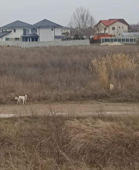 Poliția Sectorului 6 susține că ASPA nu intervine pentru a captura maidanezi. Din 85 de sesizări, s-au prezentat doar la 7