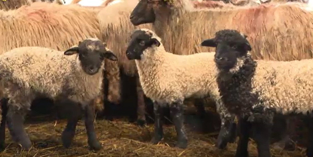 Anul acesta, de Paște, vom avea miei mai grași. Prețul lor depinde de zona arabă