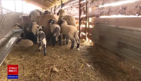 Anul acesta, de Paște, vom avea miei mai grași. Prețul lor depinde de zona arabă