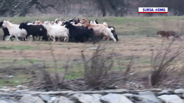 Scenă terifiantă surprinsă de pasagerii unei nave, pe Canalul Sulina. Un șacal a dat iama într-o turmă de oi