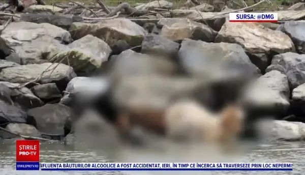 Scenă terifiantă surprinsă de pasagerii unei nave, pe Canalul Sulina. Un șacal a dat iama într-o turmă de oi