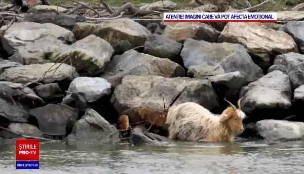Pasagerii unei nave care se deplasa pe Canalul Sulina au filmat un șacal în timp ce ataca o turmă de capre | VIDEO ȘOCANT
