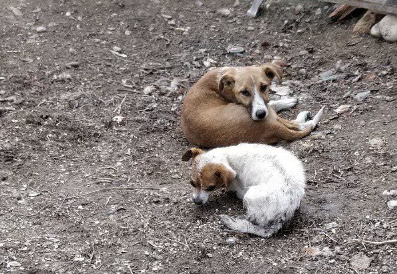 Un bărbat din Olt este cercetat după ce a înfometat şi schingiuit peste 30 de câini