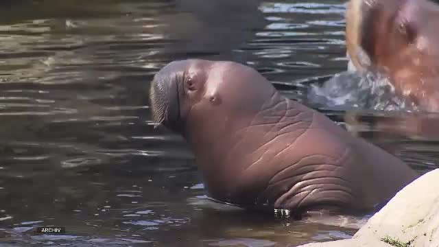 Dragoste mare la grădina zoologică din Hamburg. Singura morsă mascul din Europa s-a întâlnit cu o femelă adusă din Belgia