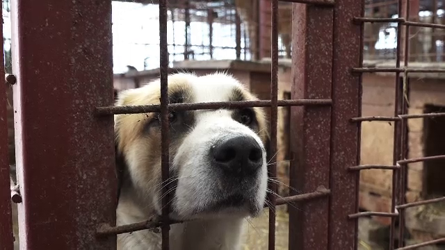 Românii reclamă că se simt în pericol din cauza maidanezilor. Mulți câini de pe stradă fie au stăpân, fie au fost abandonați