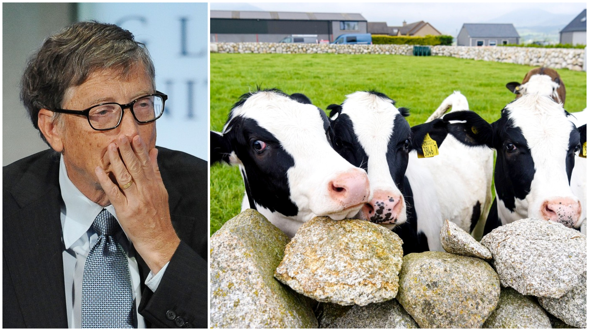 Bill Gates investește 11 milioane de euro pentru a "combate flatulențele de vacă" prin intermediul unui startup australian
