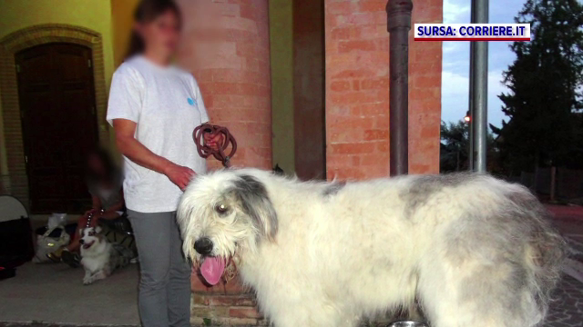 Sfârșit tragic pentru o româncă din Italia. A murit încercând să scape din nămeți. Câinii săi, găsiți morți lângă trupul ei