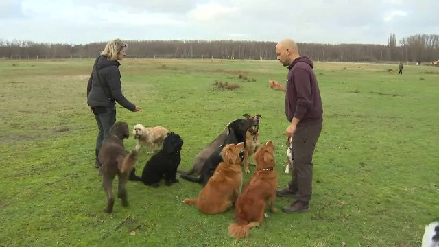 Persoanele care plimbă câini contra cost sunt la mare căutare. Unii au făcut din asta o adevărată afacere
